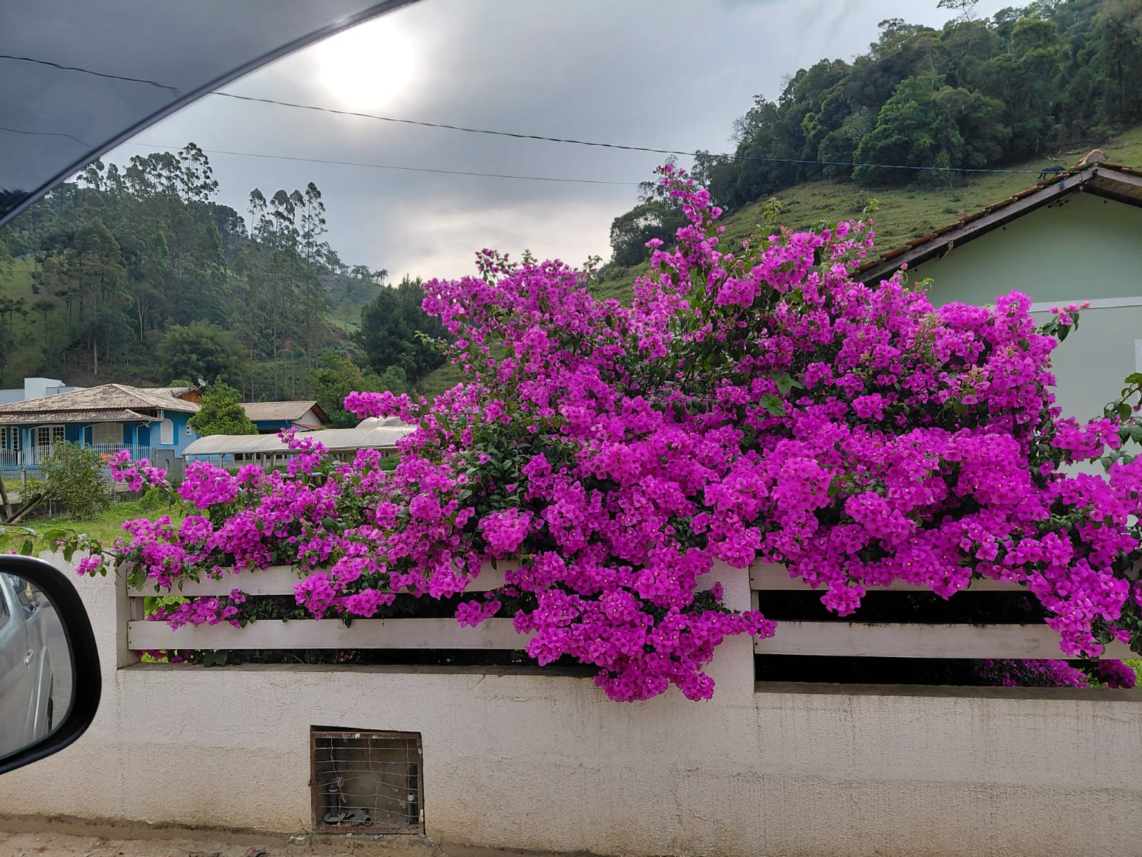 Flores roxas com vista das montanhas